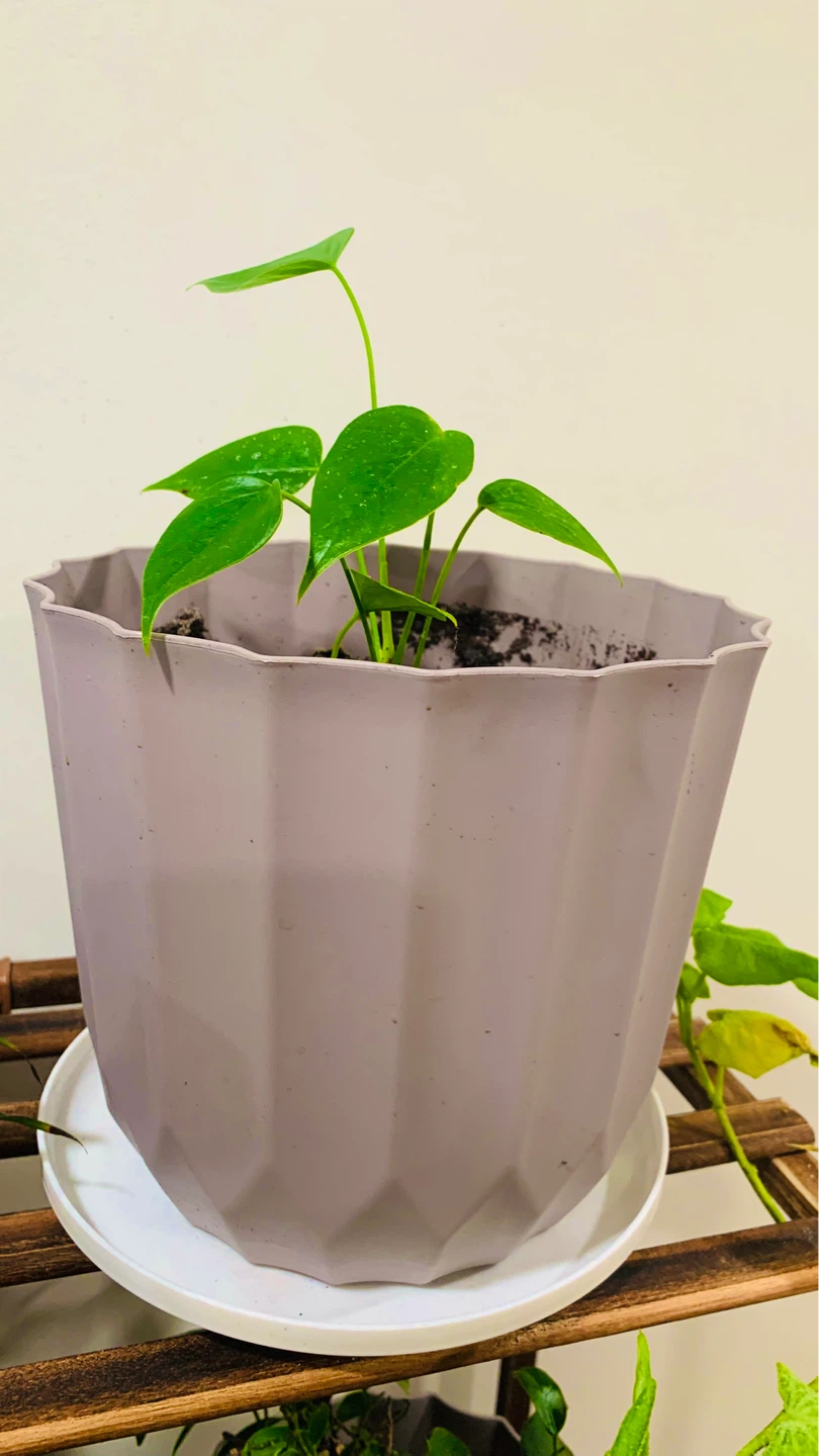 Assorted Potted Houseplants - photo 2