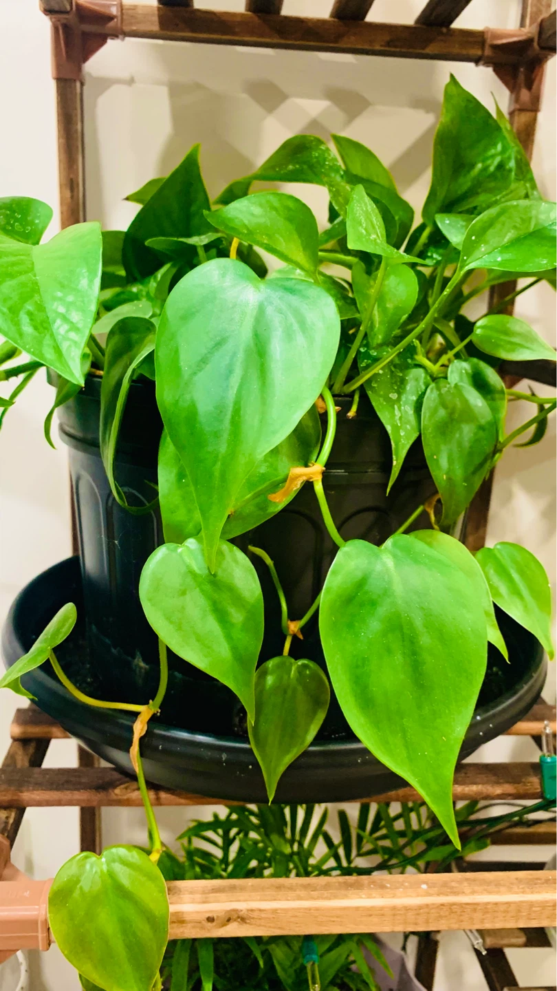 Assorted Potted Houseplants - photo 3