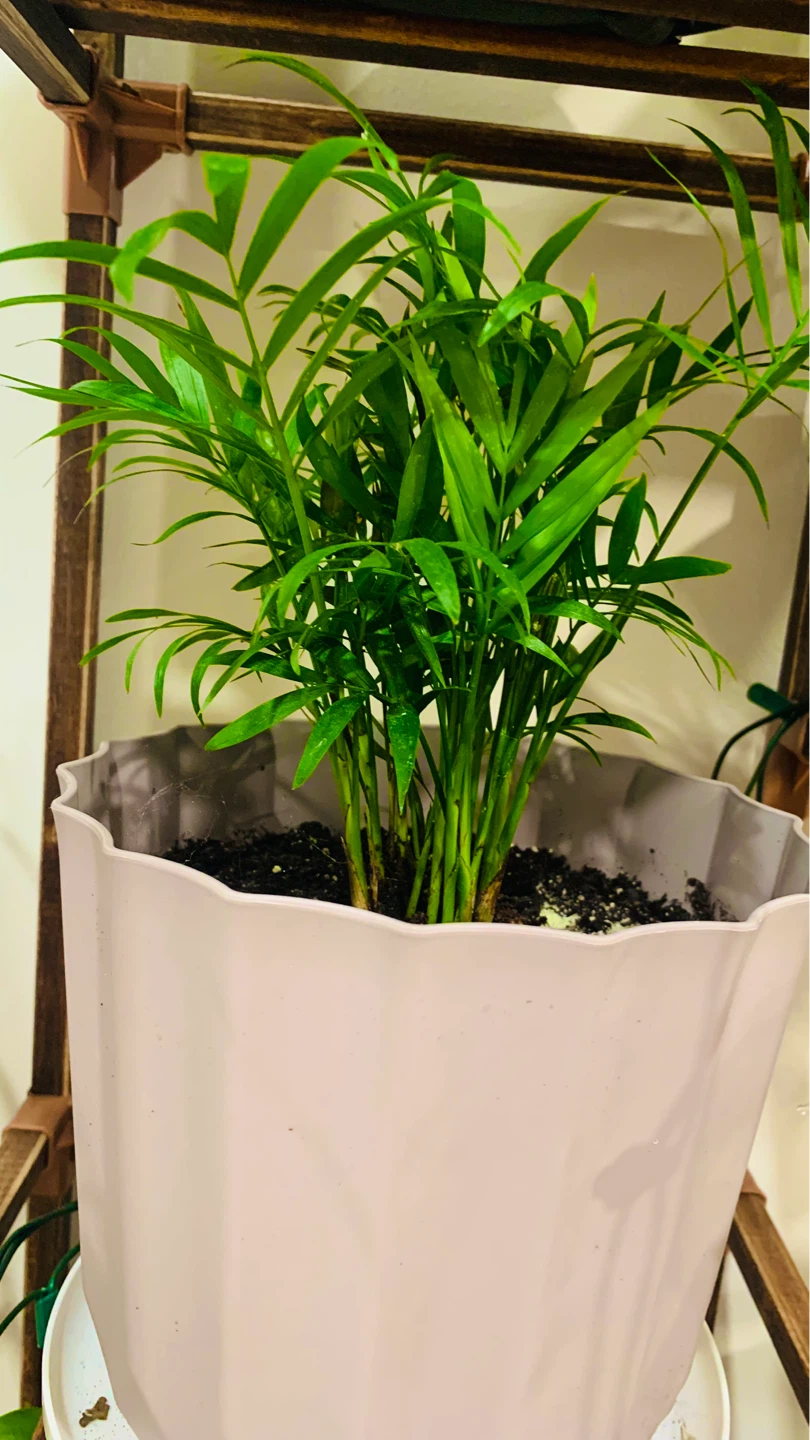 Assorted Potted Houseplants - photo 5