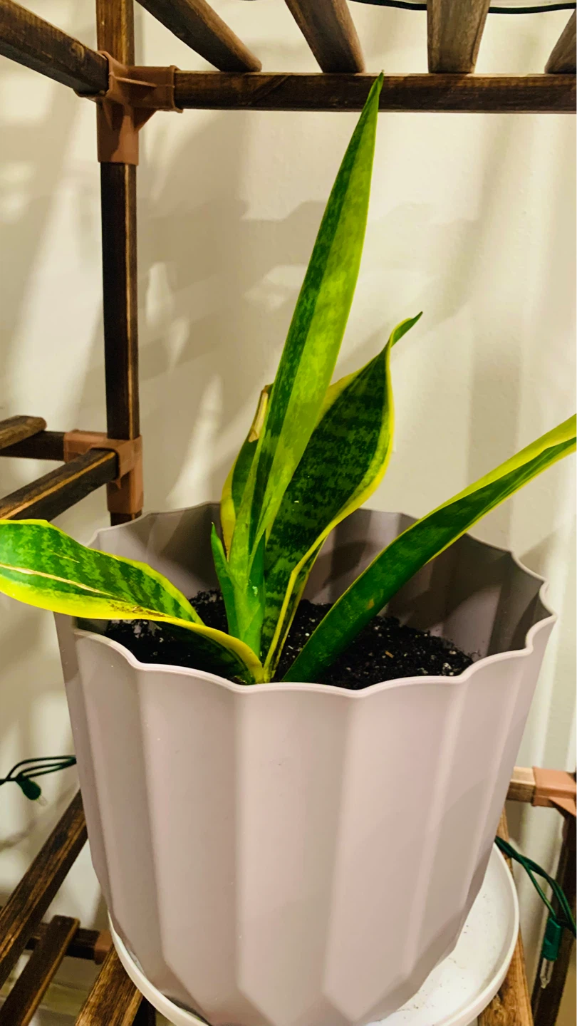 Assorted Potted Plants - photo 2