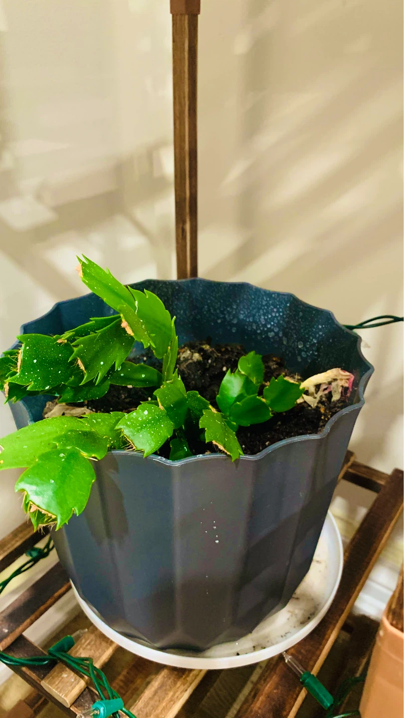 Assorted Potted Plants - photo 4