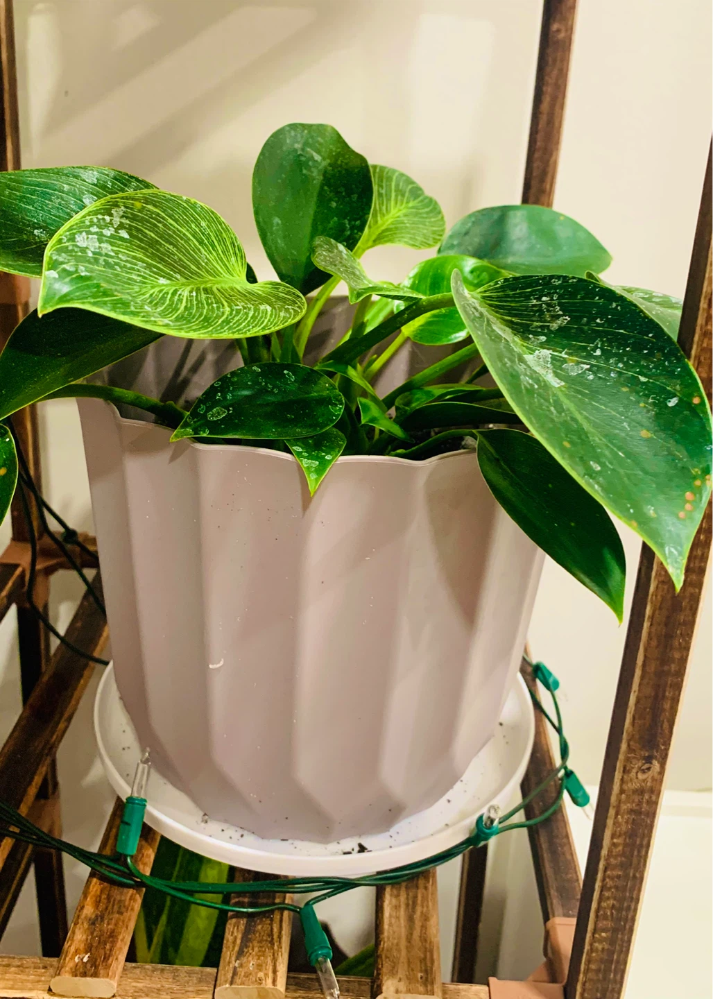 Assorted Potted Plants