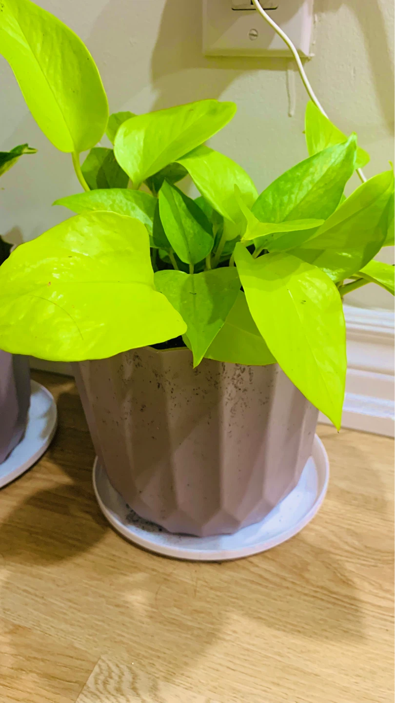 Assorted Potted Plants - photo 5