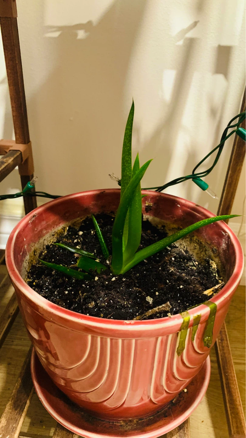 Assorted Potted Plants - photo 3