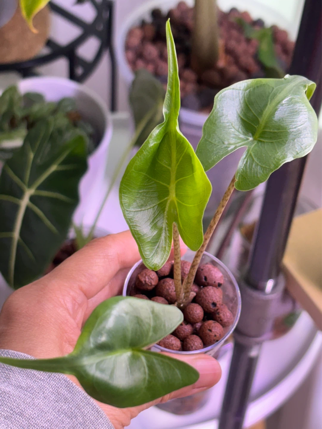 Alocasia Stingray