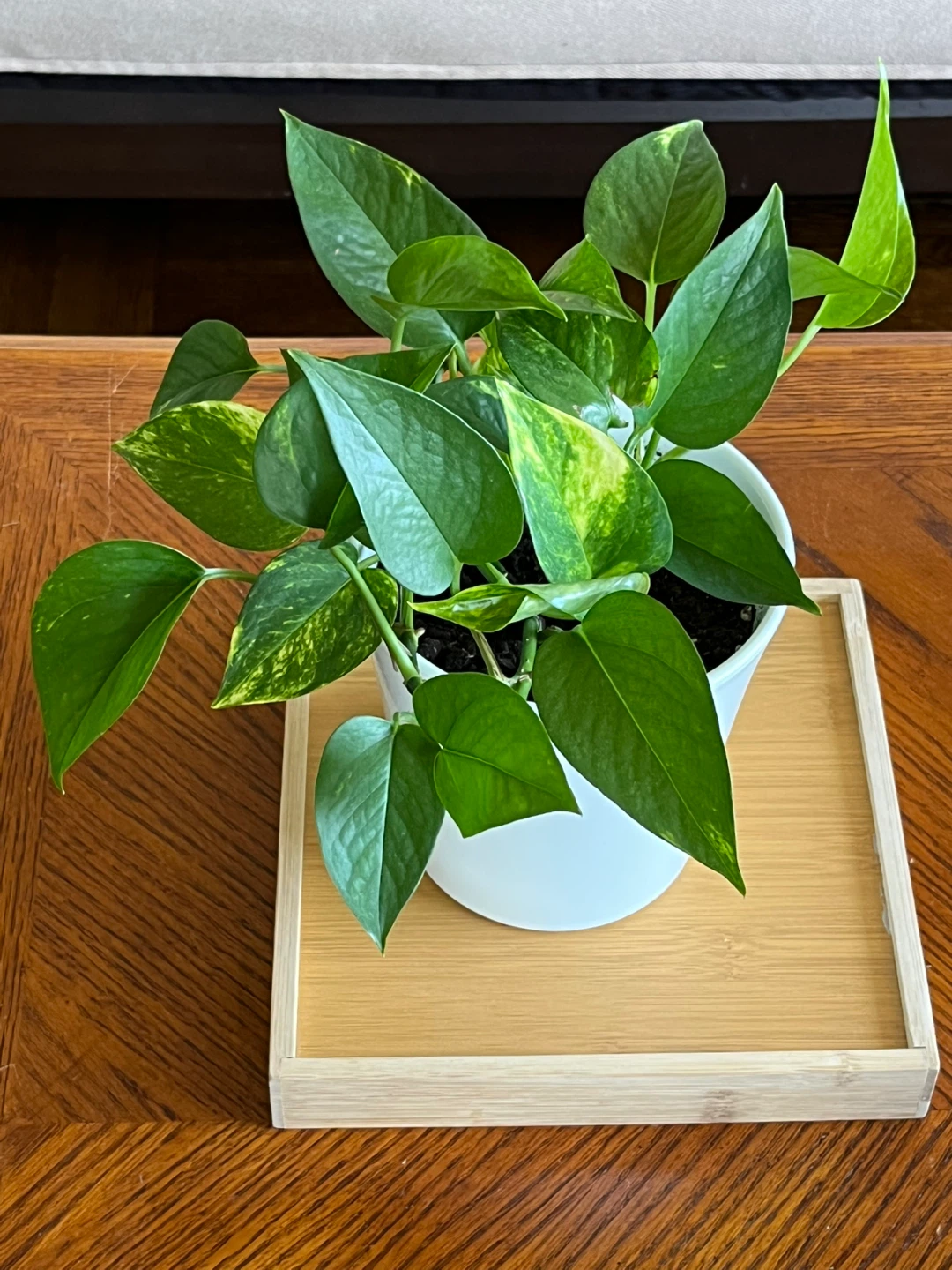 Pothos Plant in White Pot. - photo 4