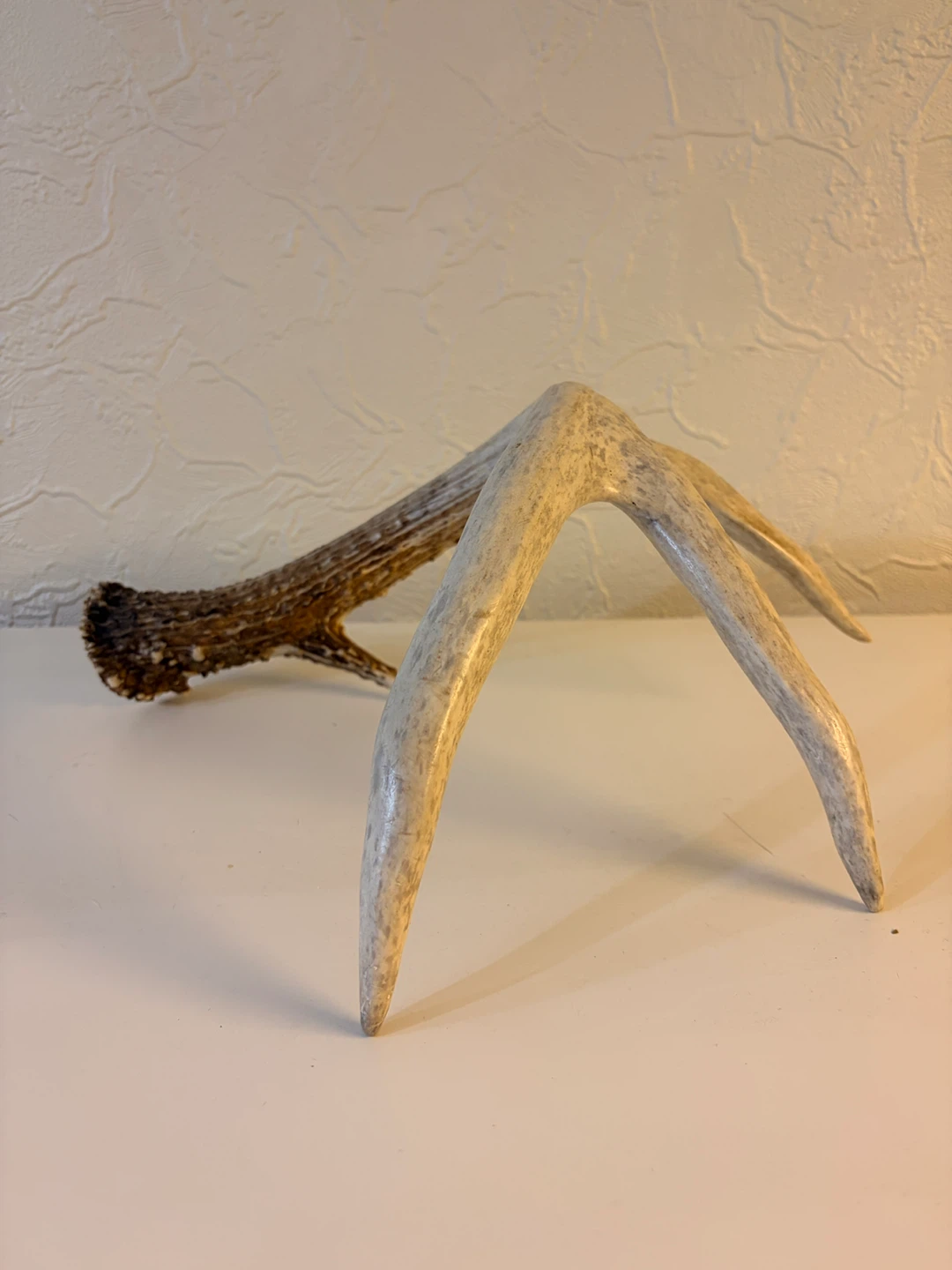 Deer Antler - Unique Decor Piece - photo 3