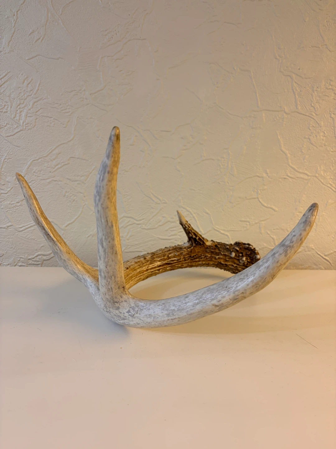 Deer Antler - Unique Decor Piece - photo 2