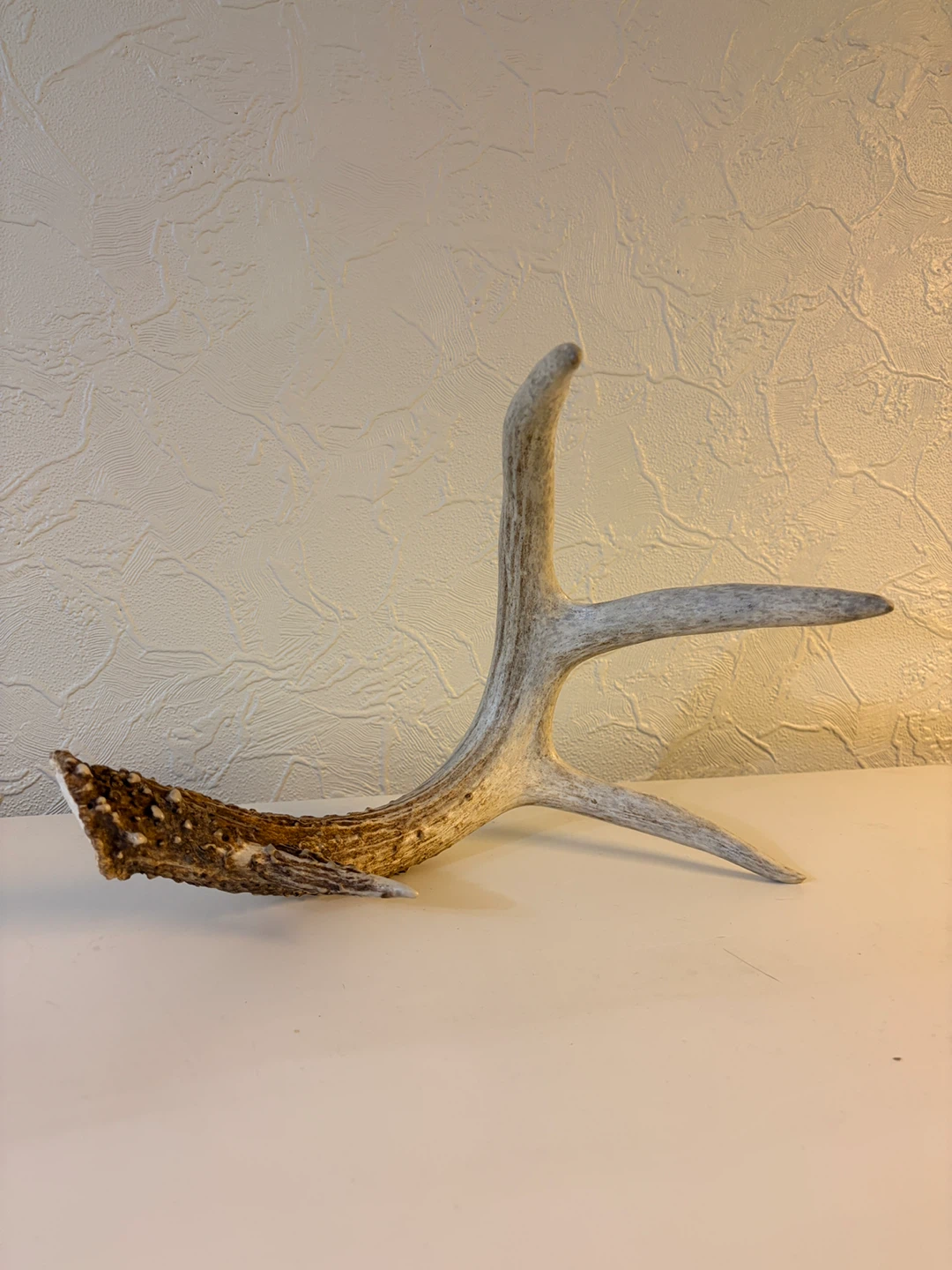 Deer Antler - Unique Decor Piece
