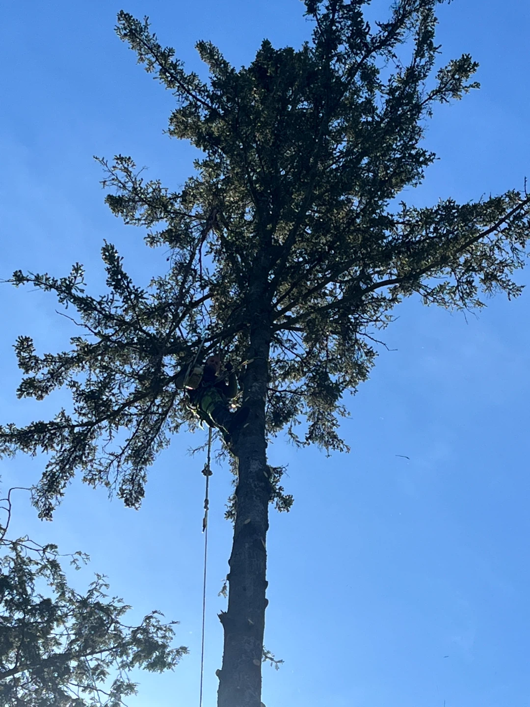 Local Arborists in Hamilton and the Greenbelt Area - photo 2