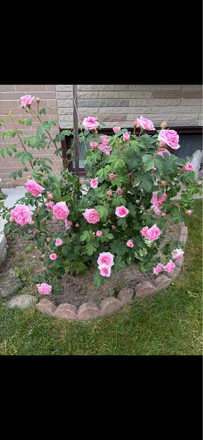 Large Mature Pink Rose Bush 🌸 - photo 2