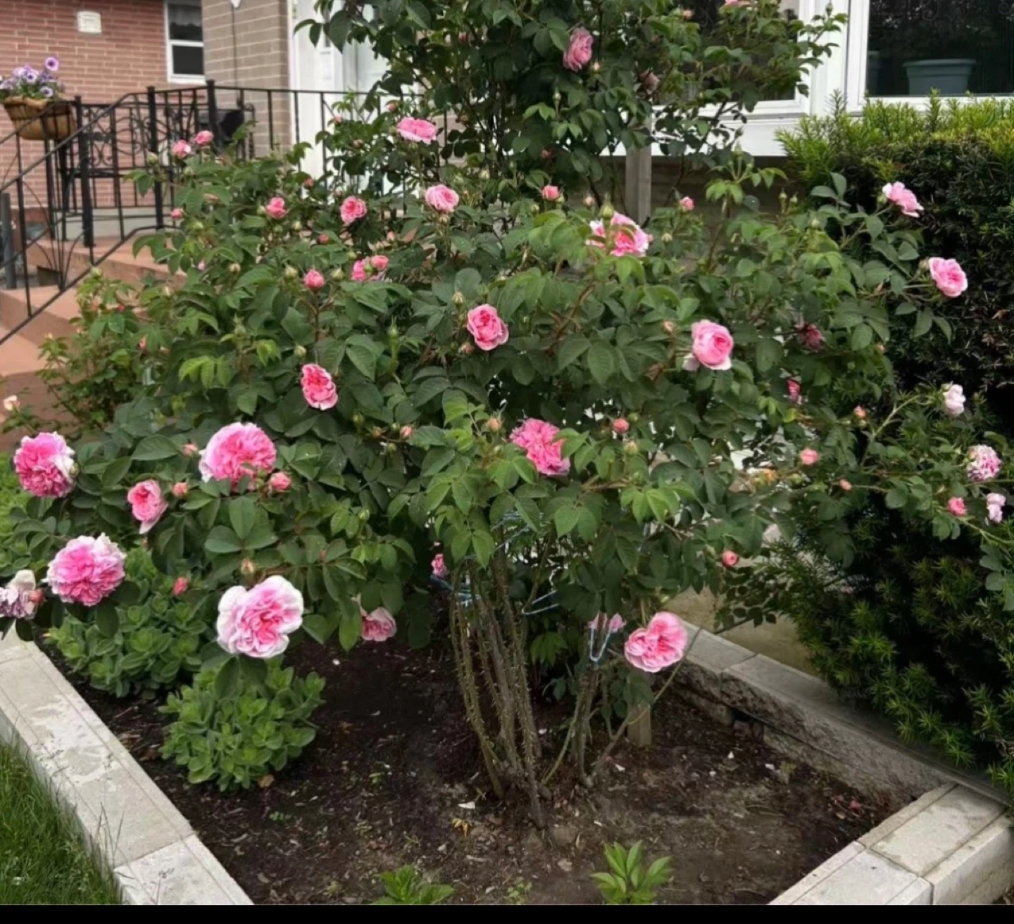 Large Mature Pink Rose Bush 🌸 - photo 3