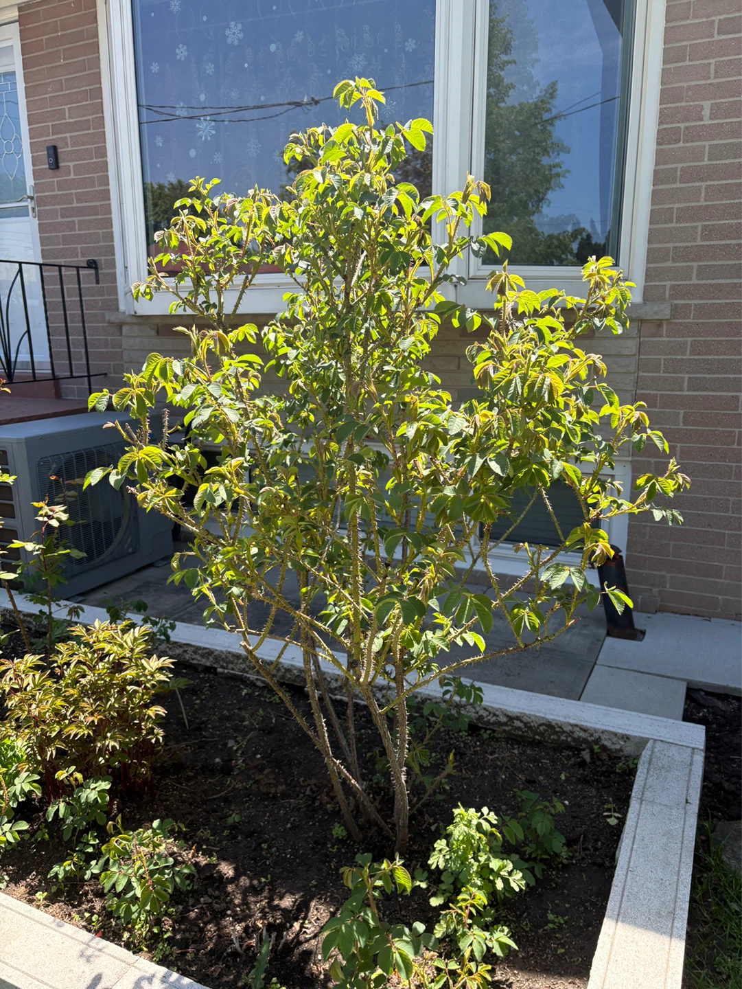 Large Mature Pink Rose Bush 🌸