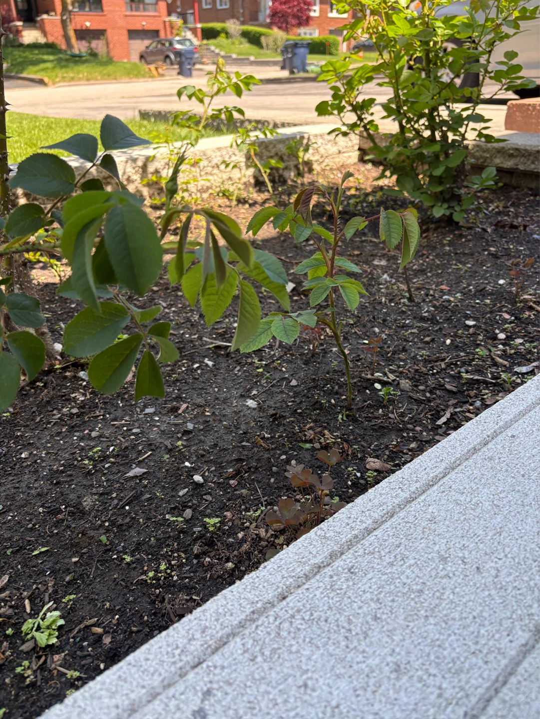 Large Mature Pink Rose Bush 🌸 - photo 5