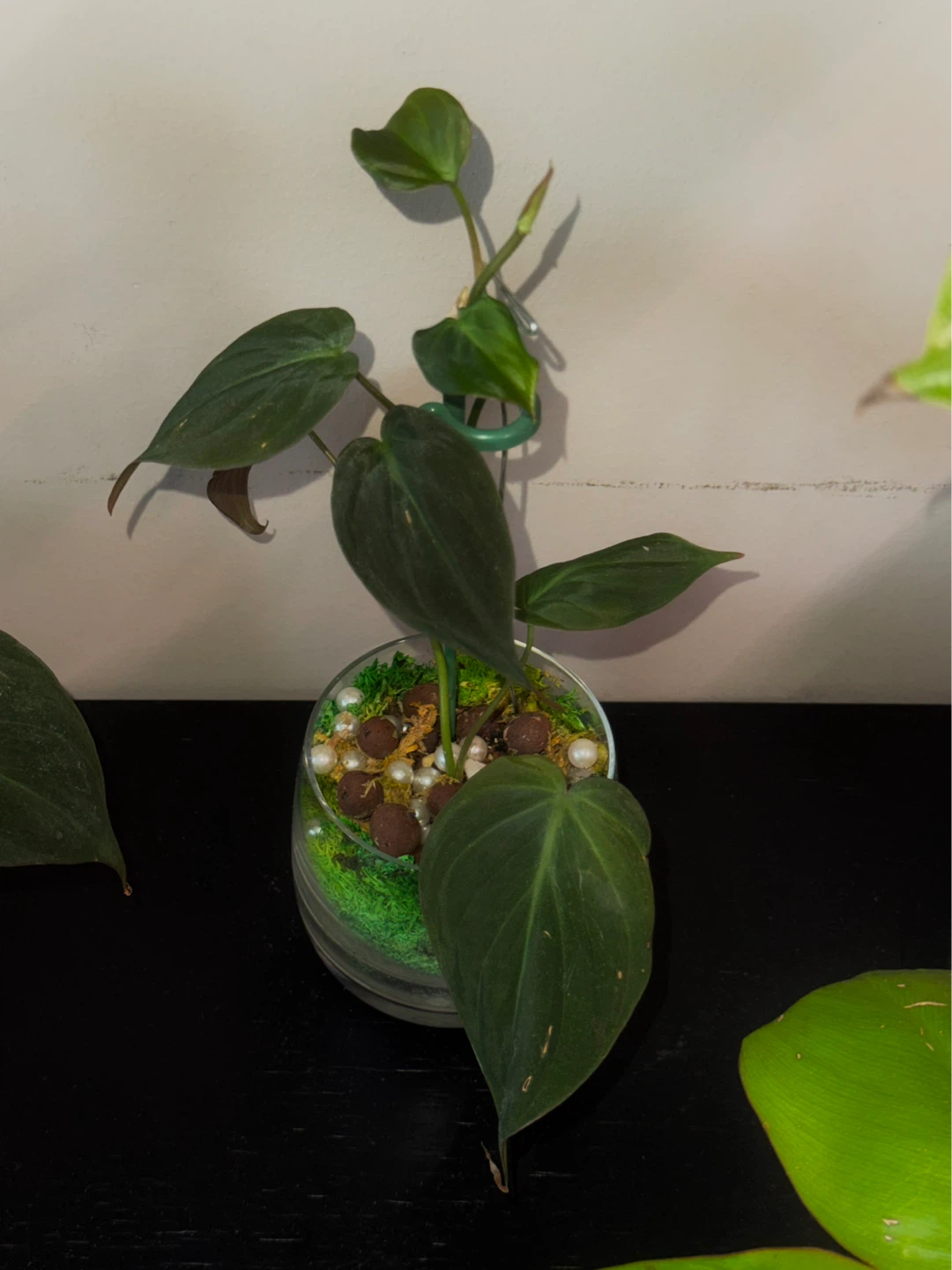 Philodendron micans Plant in glass moss terrarium pot - photo 2