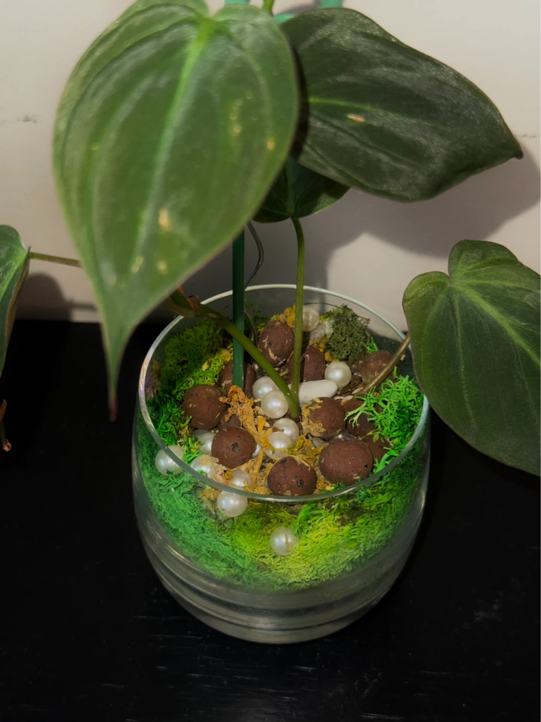Philodendron micans Plant in glass moss terrarium pot - photo 4