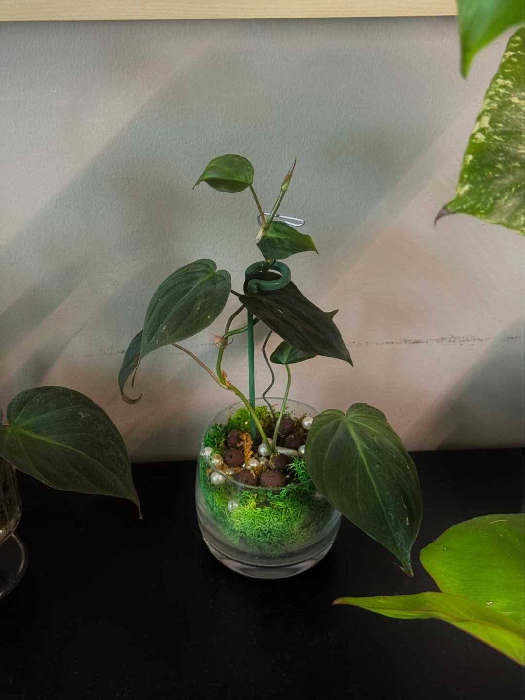 Philodendron micans Plant in glass moss terrarium pot