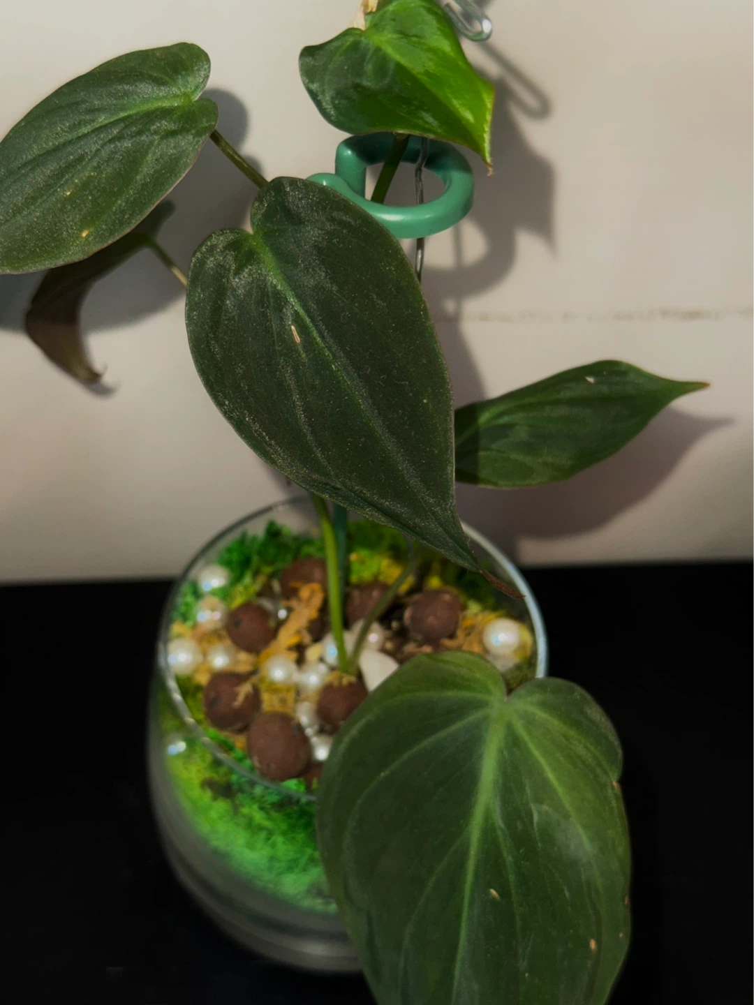 Philodendron micans Plant in glass moss terrarium pot - photo 3