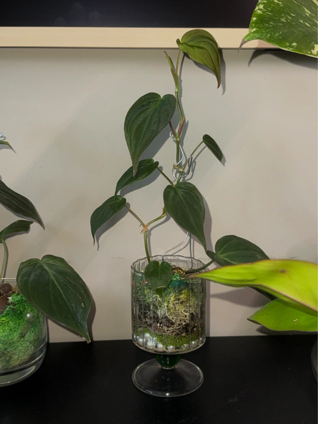 Philodendron Micans in Glass Pedestal glass