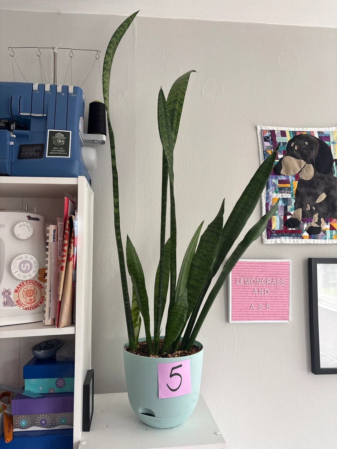 Snake Plant