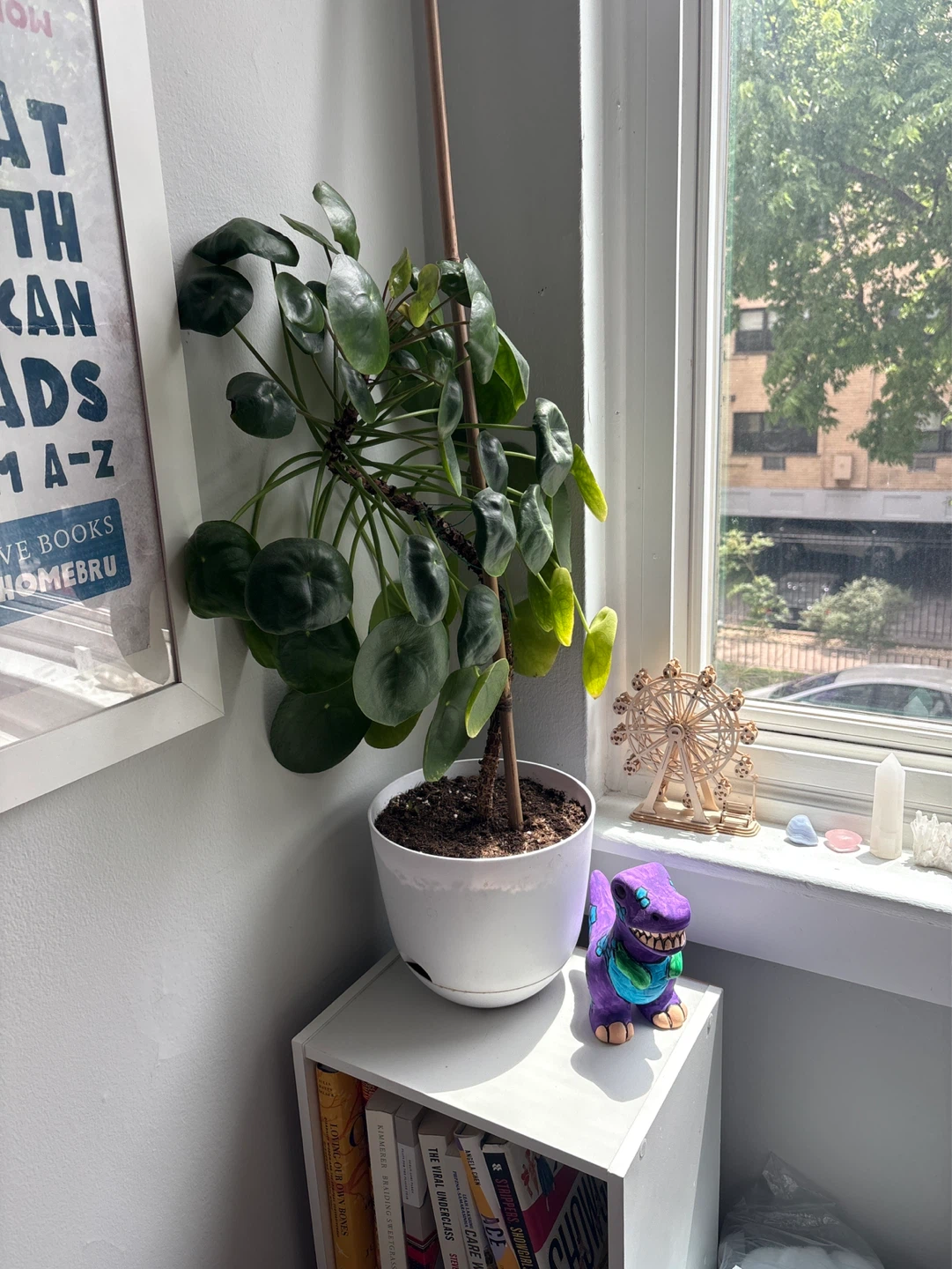 Pilea Peperomioides Houseplant