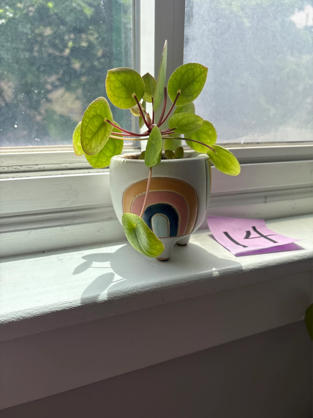 Pilea Peperomioides Plant in Rainbow Pot