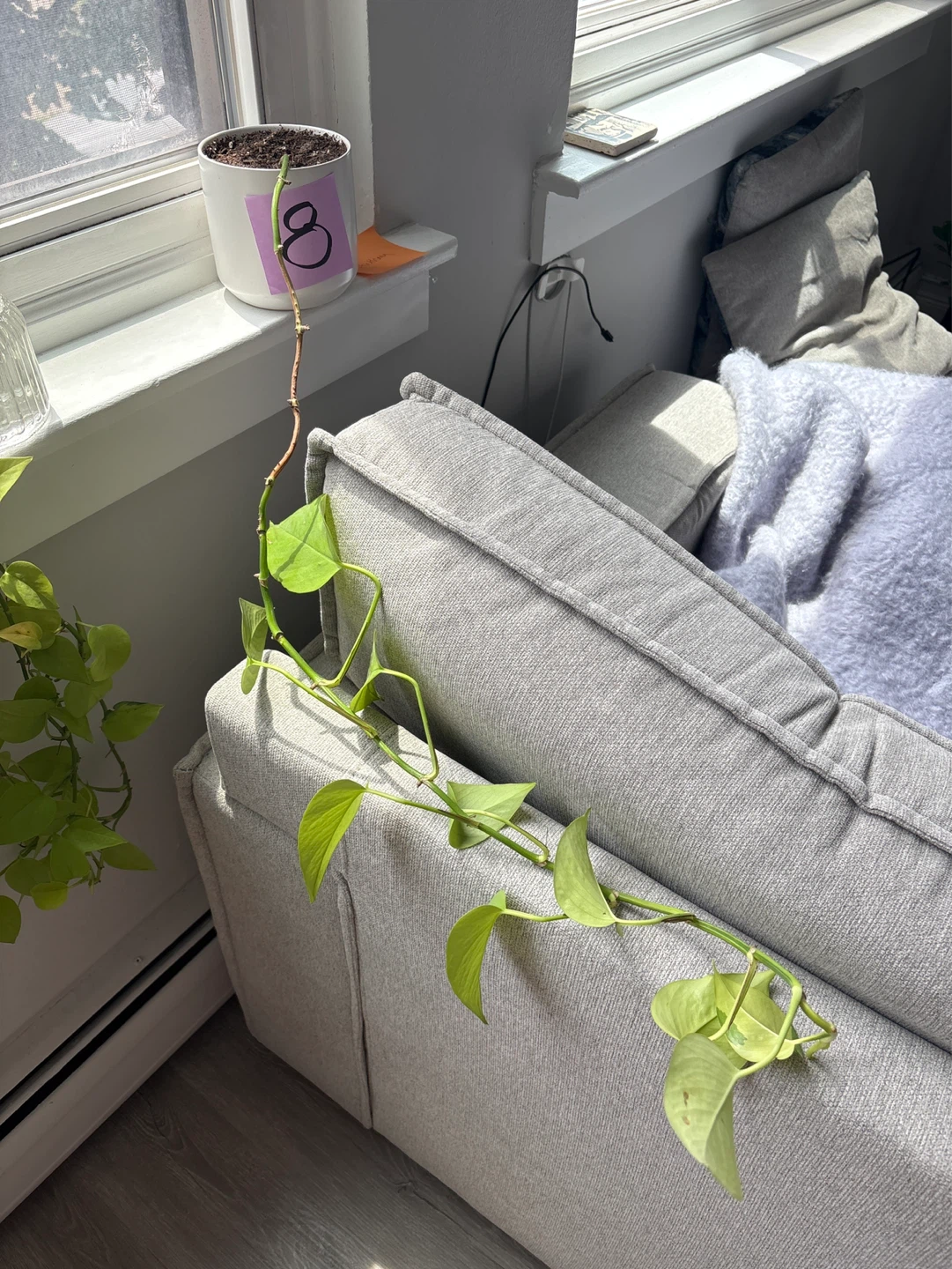 Pothos plant cutting