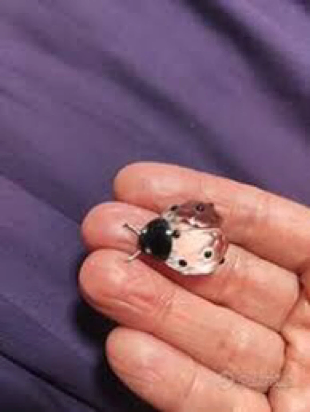 Swarovski Crystal Ladybug Figurine