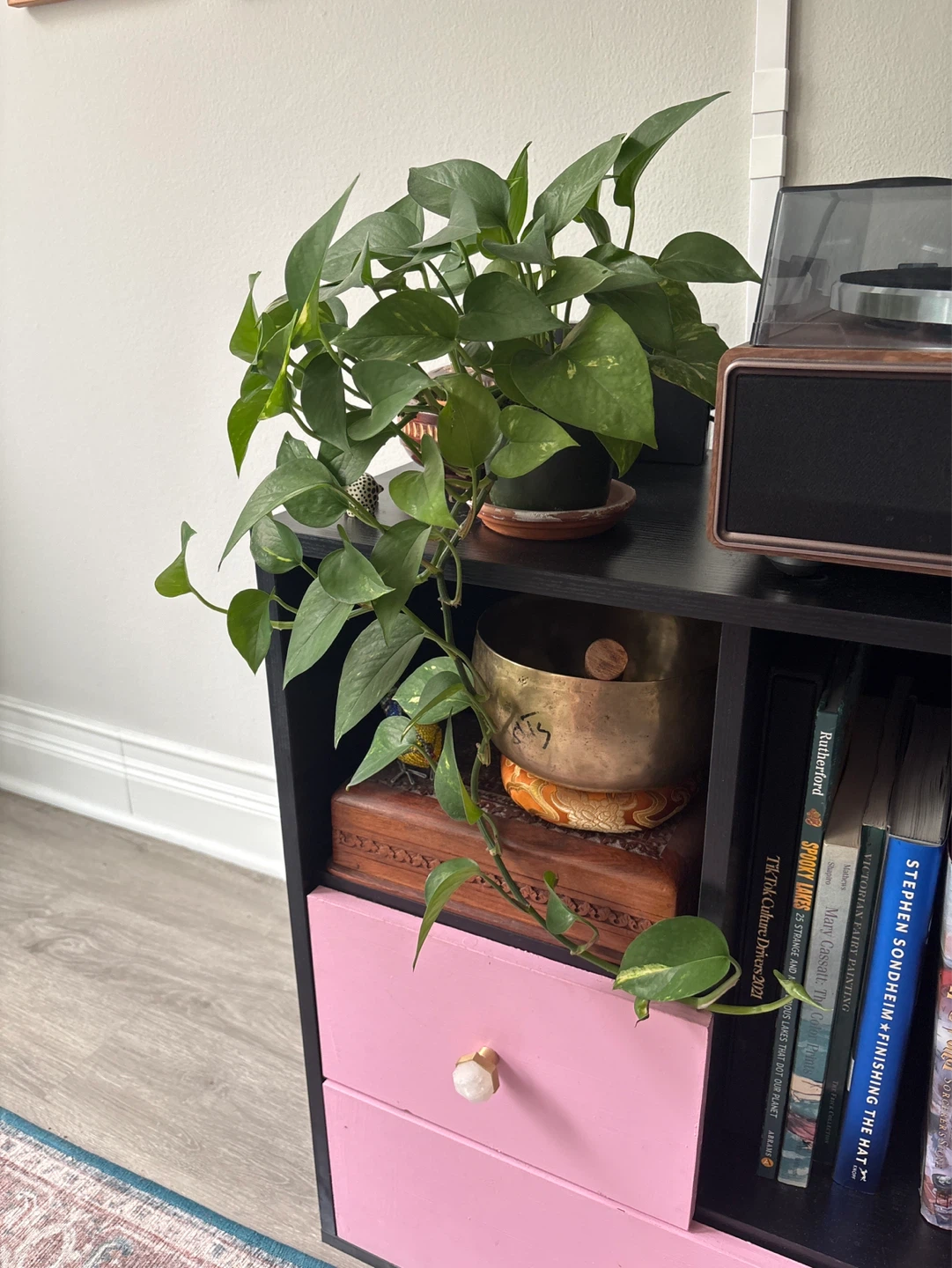 Pothos Plant