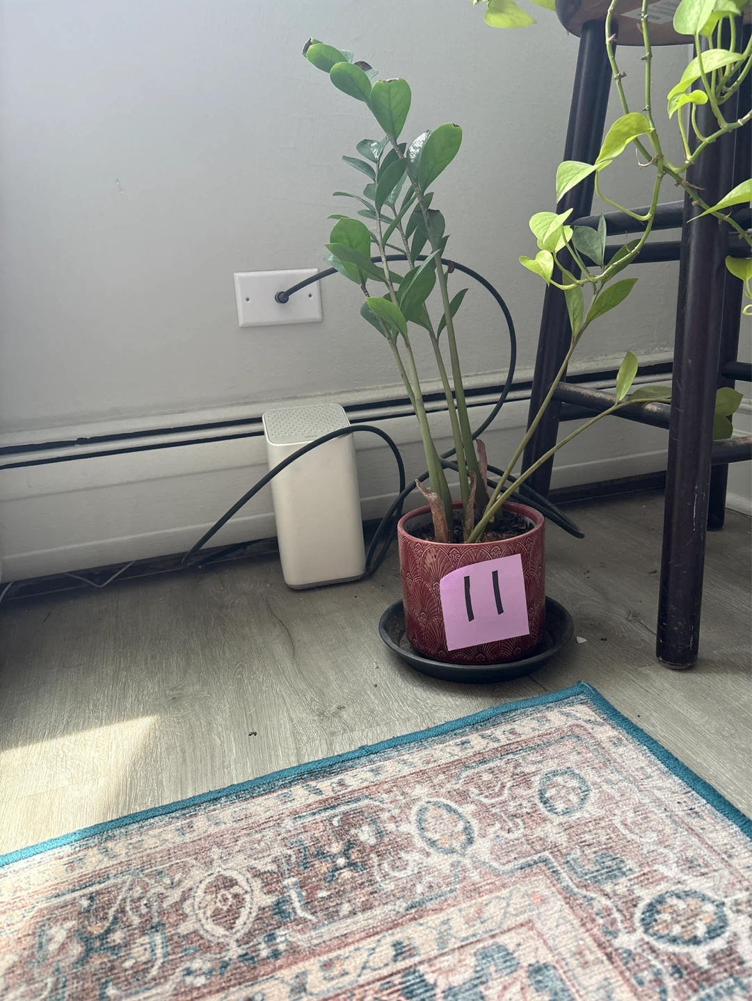 ZZ Plant in Decorative Pot