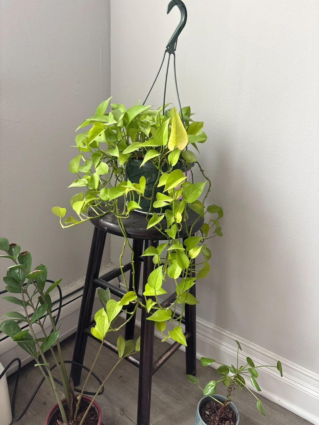 Neon Pothos Hanging Plant