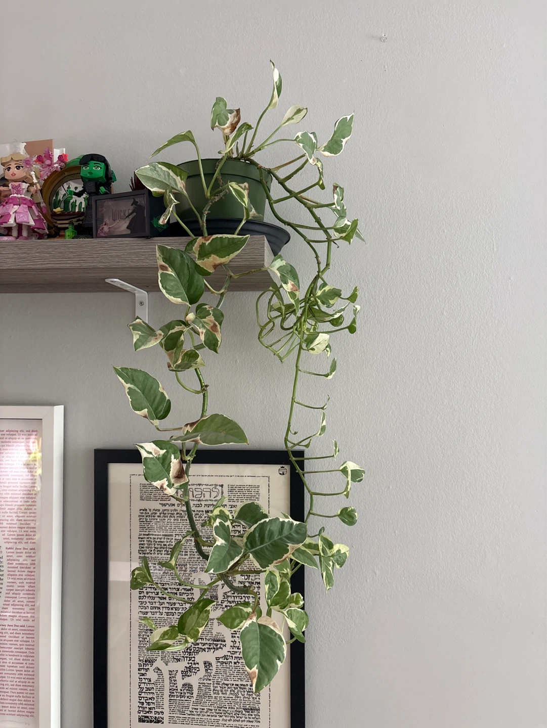 Pothos Plant