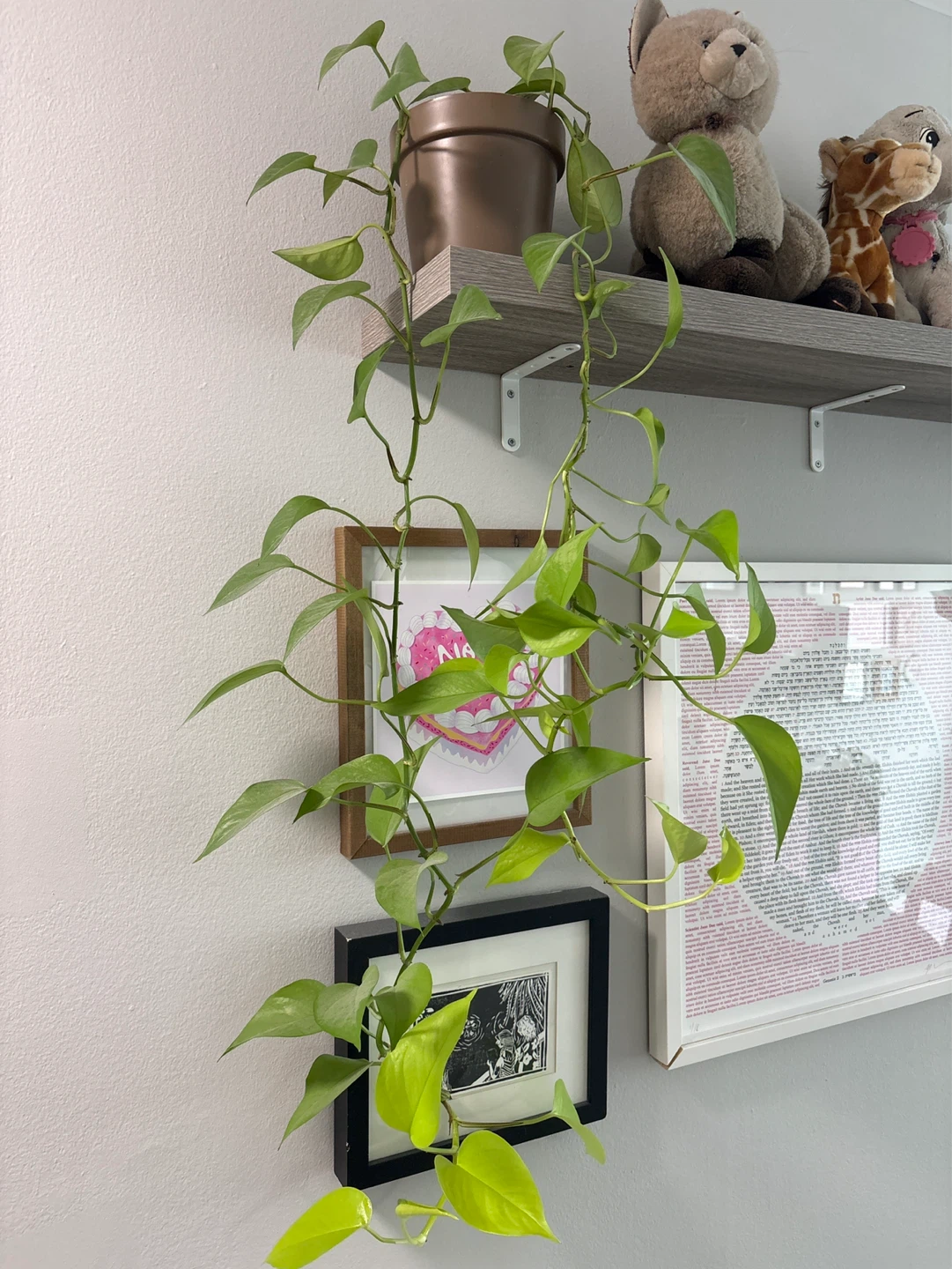 Pothos Vine Plant