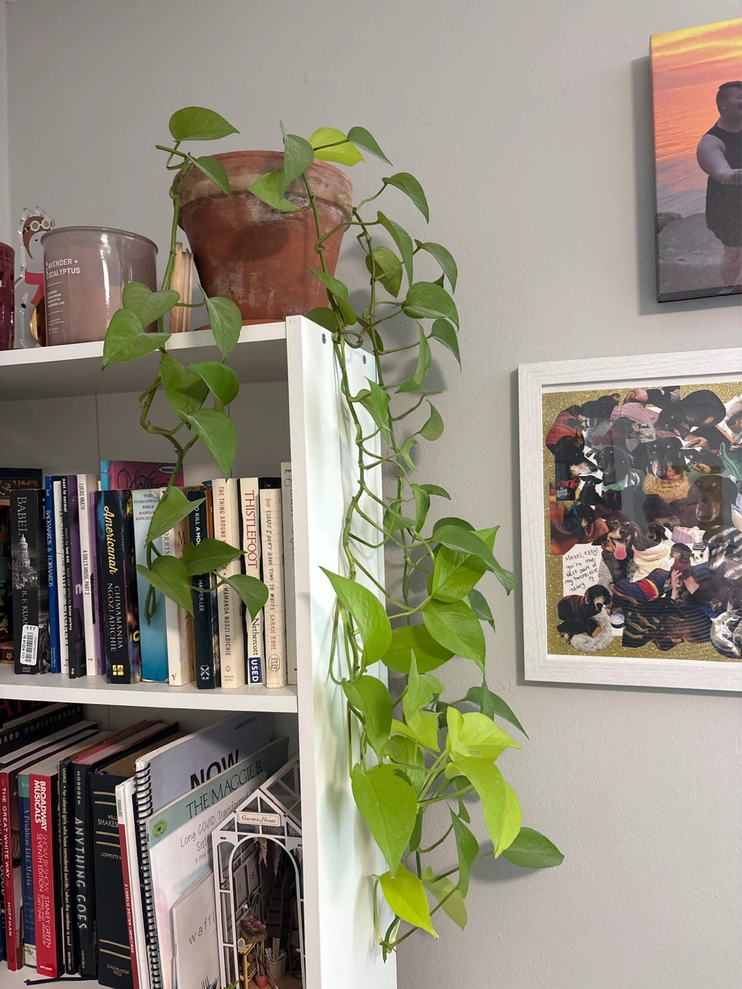 Potted Pothos Plant
