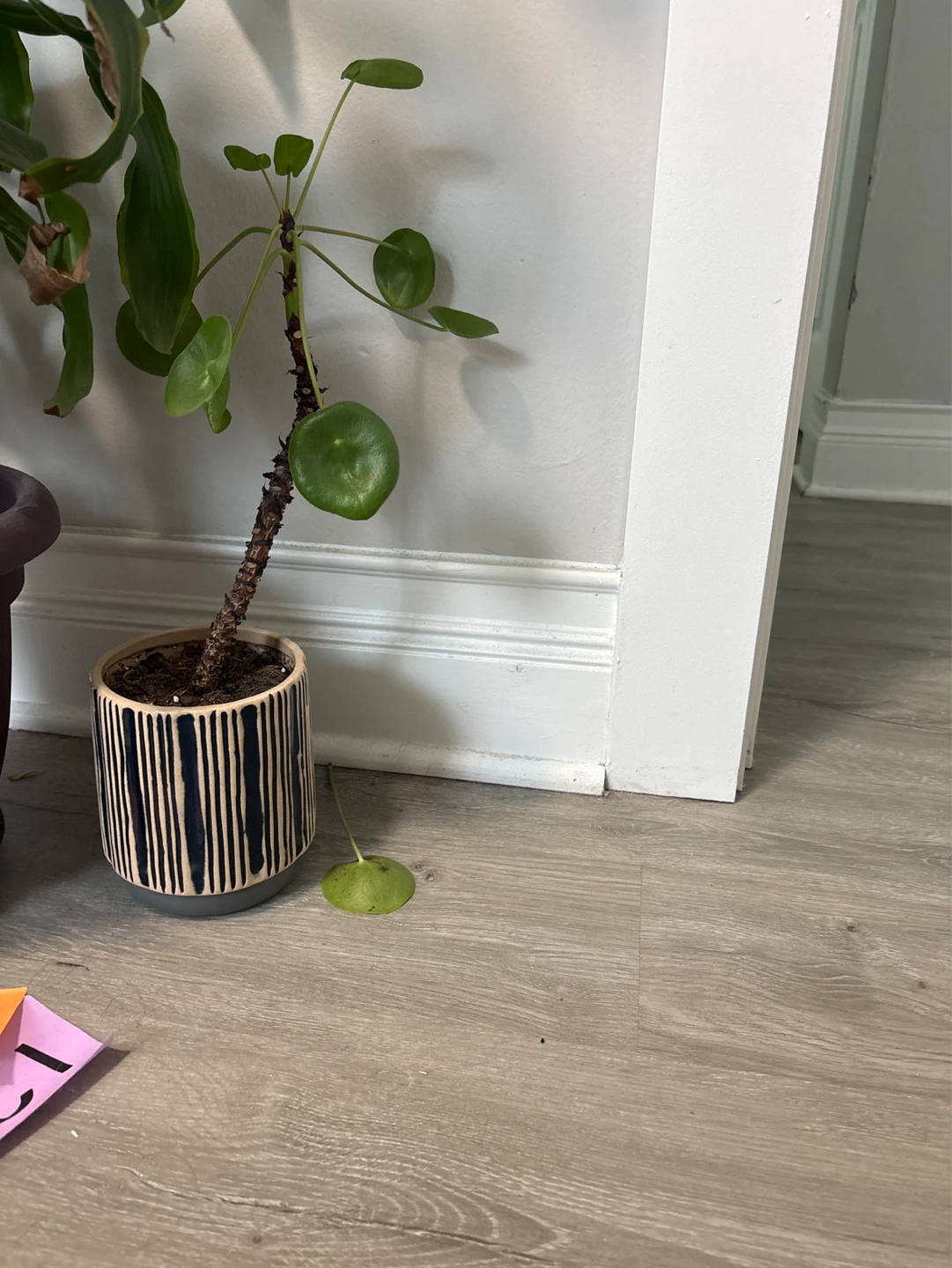 Pilea Peperomioides Plant in Striped Pot