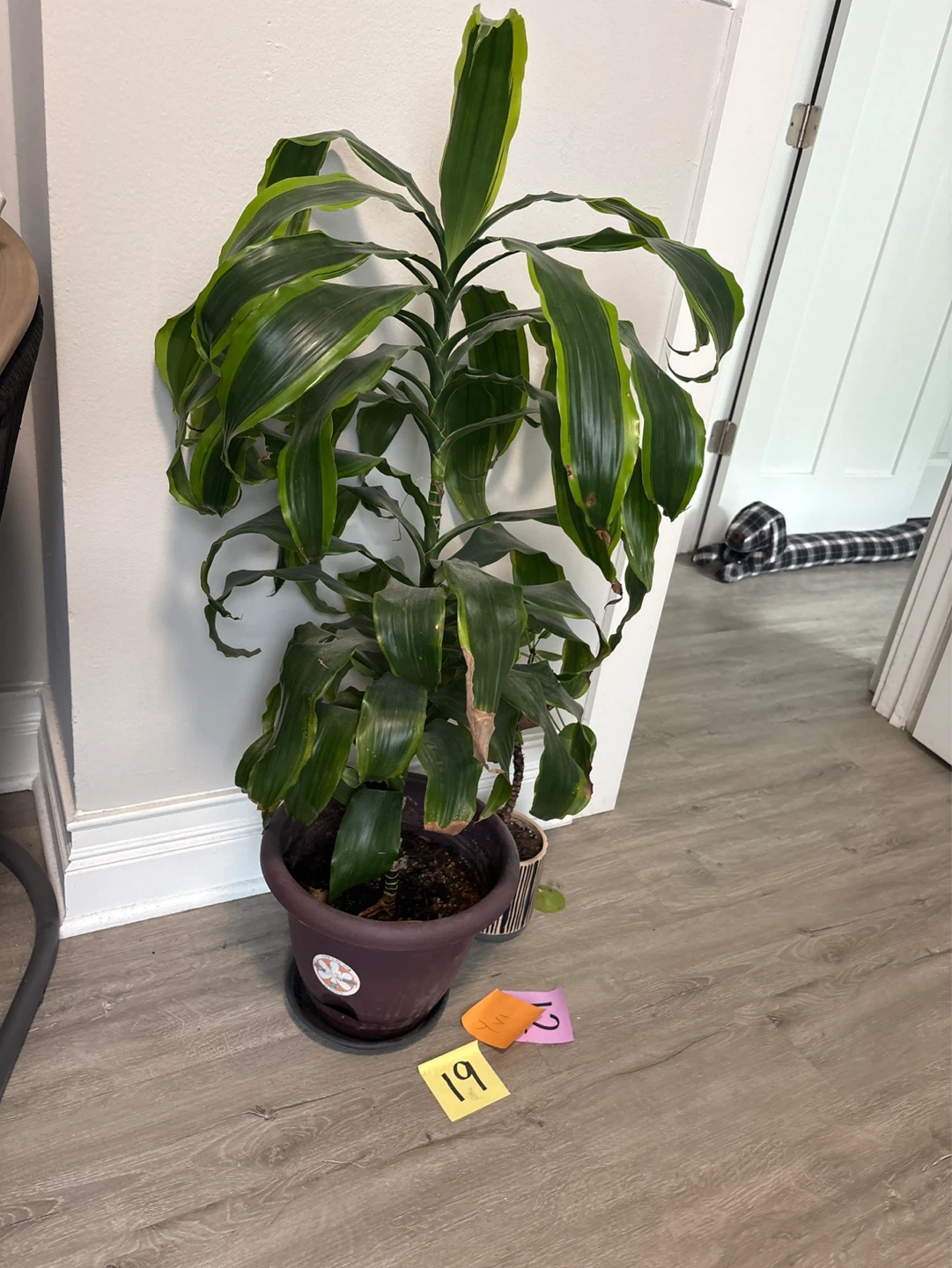 Dracaena Fragrans Corn Plant