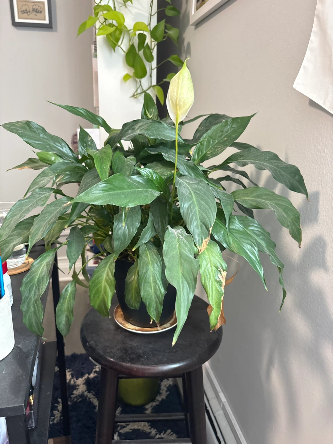 Peace Lily Plant with White Bloom