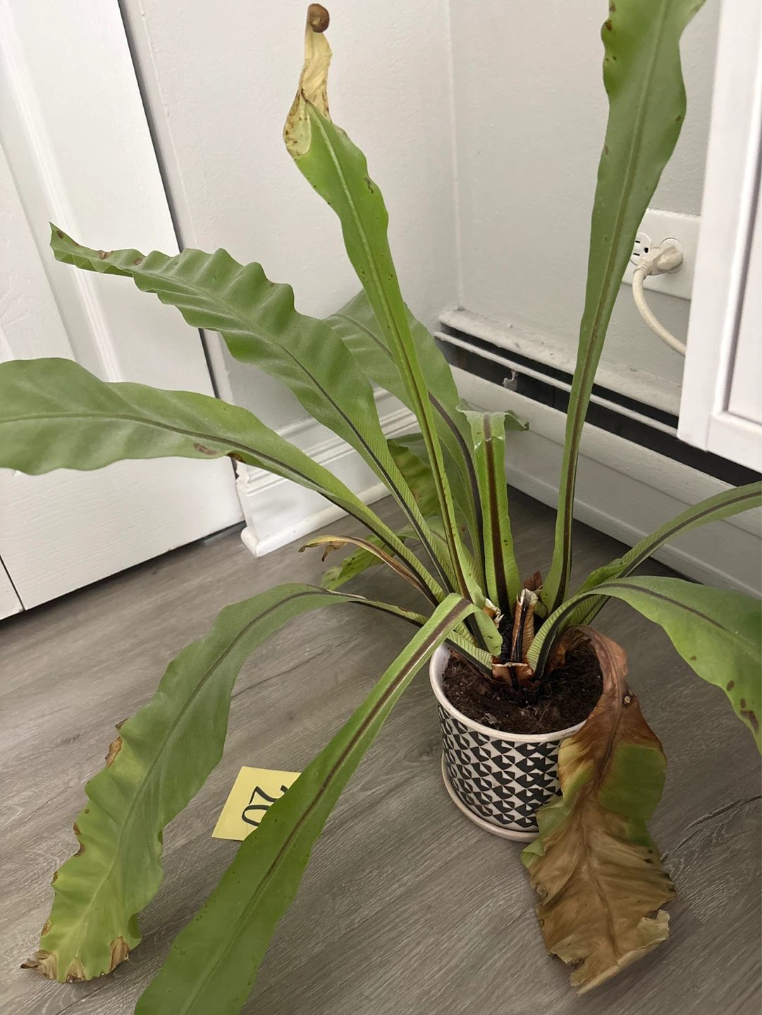 Bird's Nest Fern Plant