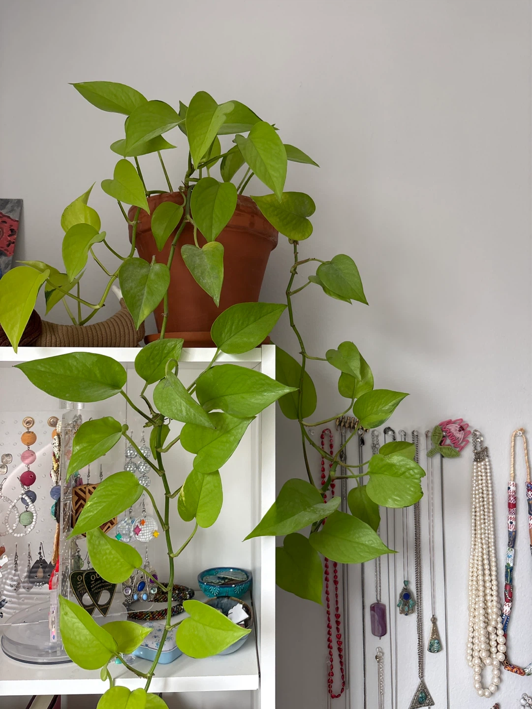 Golden Pothos Plant in Terracotta Pot