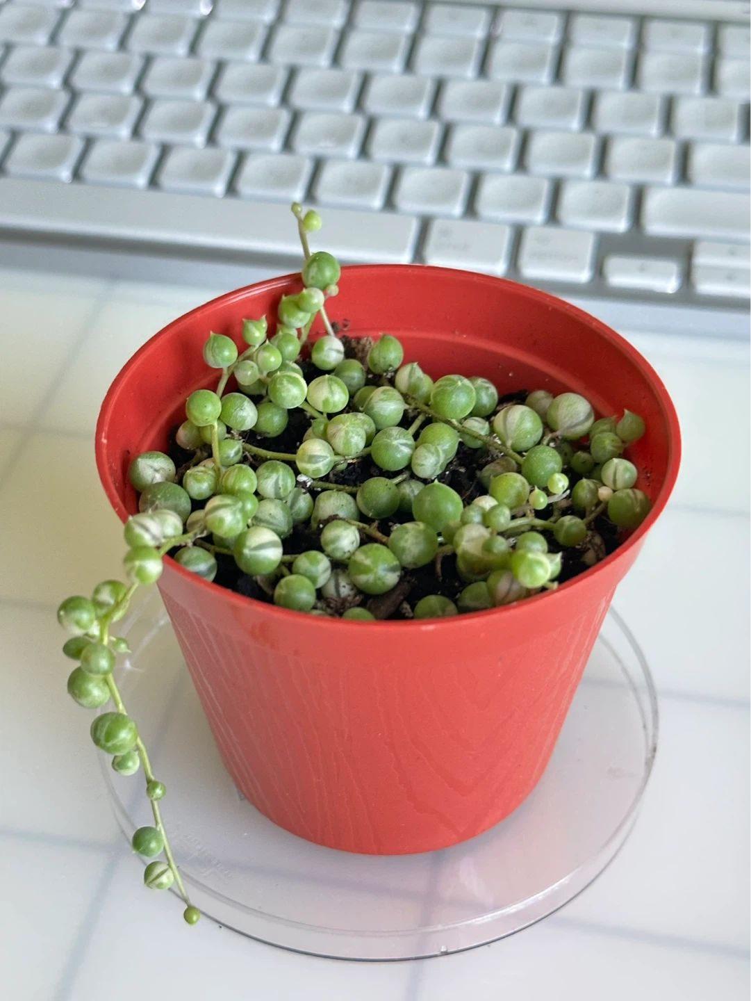 String of Pearls Variegata (Senecio Marble) Plant 3” - photo 3