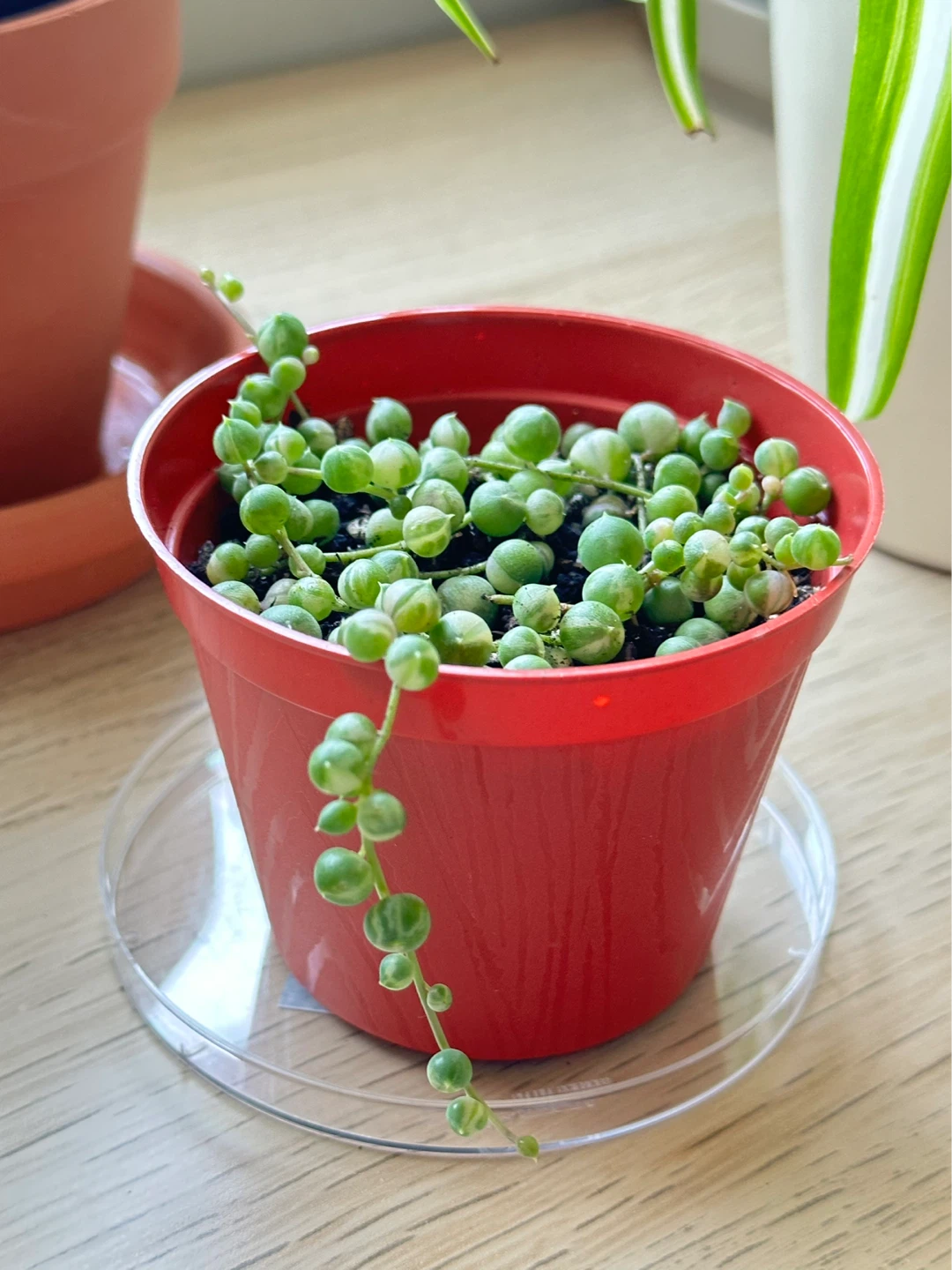 String of Pearls Variegata (Senecio Marble) Plant 3” - photo 2