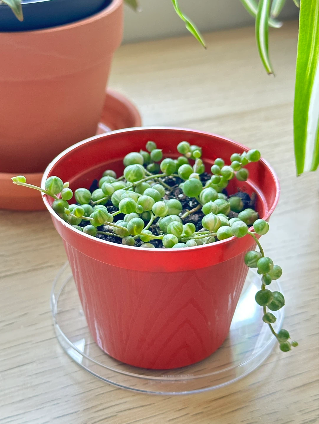 String of Pearls Variegata (Senecio Marble) Plant 3”