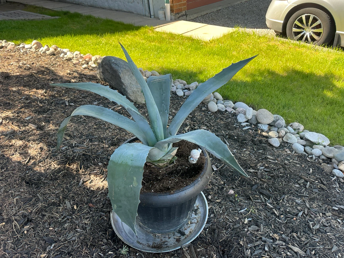 Agave Plant in Pot