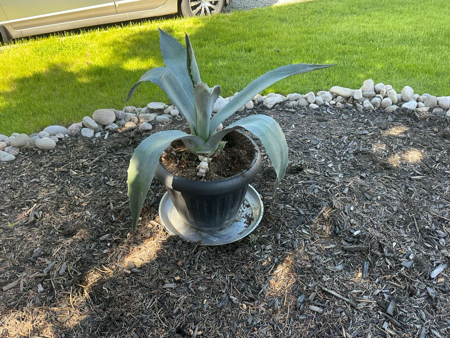 Agave Plant in Pot - photo 2