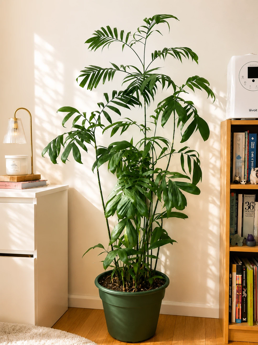 Parlor Palm Plant in Green Pot