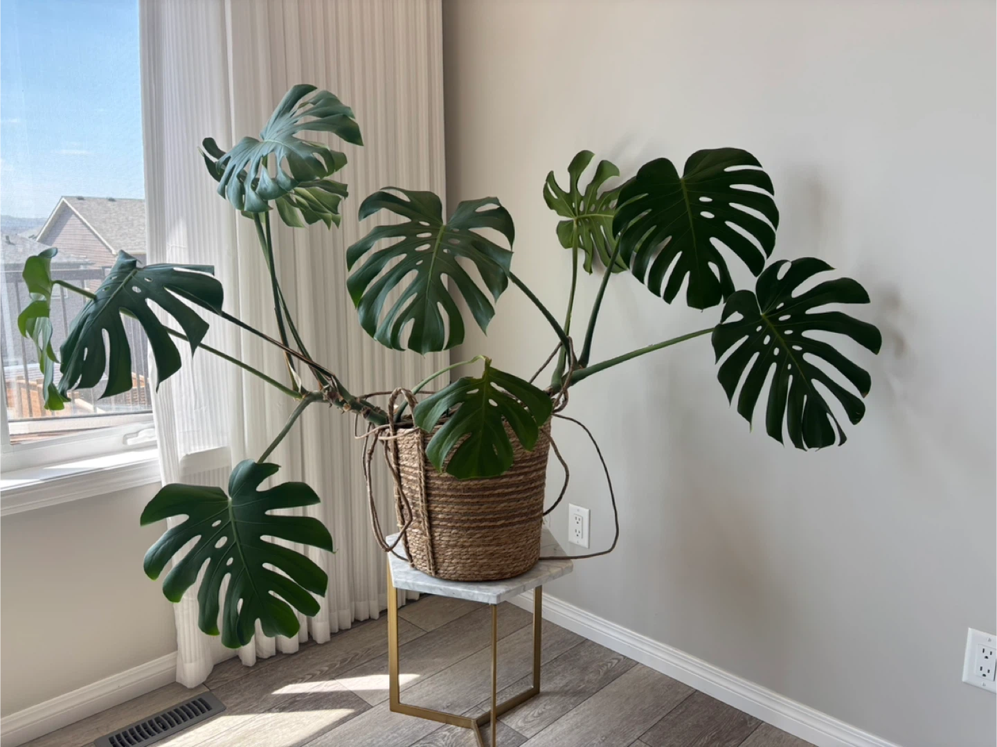 Large Monstera Plant