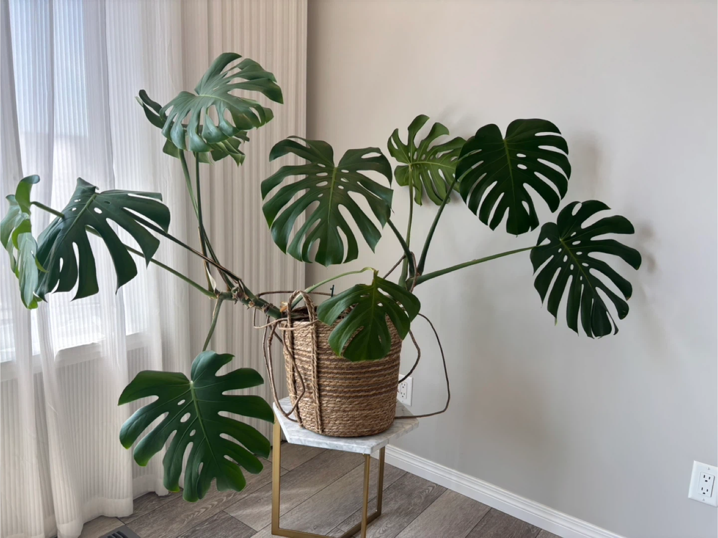 Large Monstera Plant - photo 2