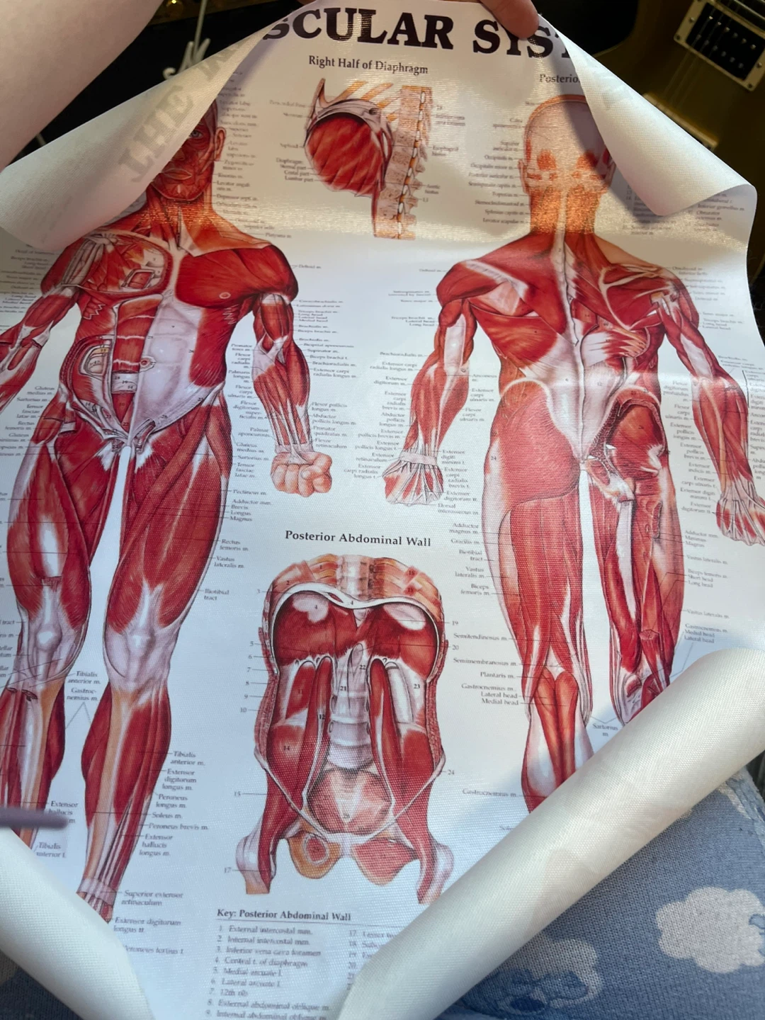 Anatomical Male Muscular System Poster Chart - photo 2