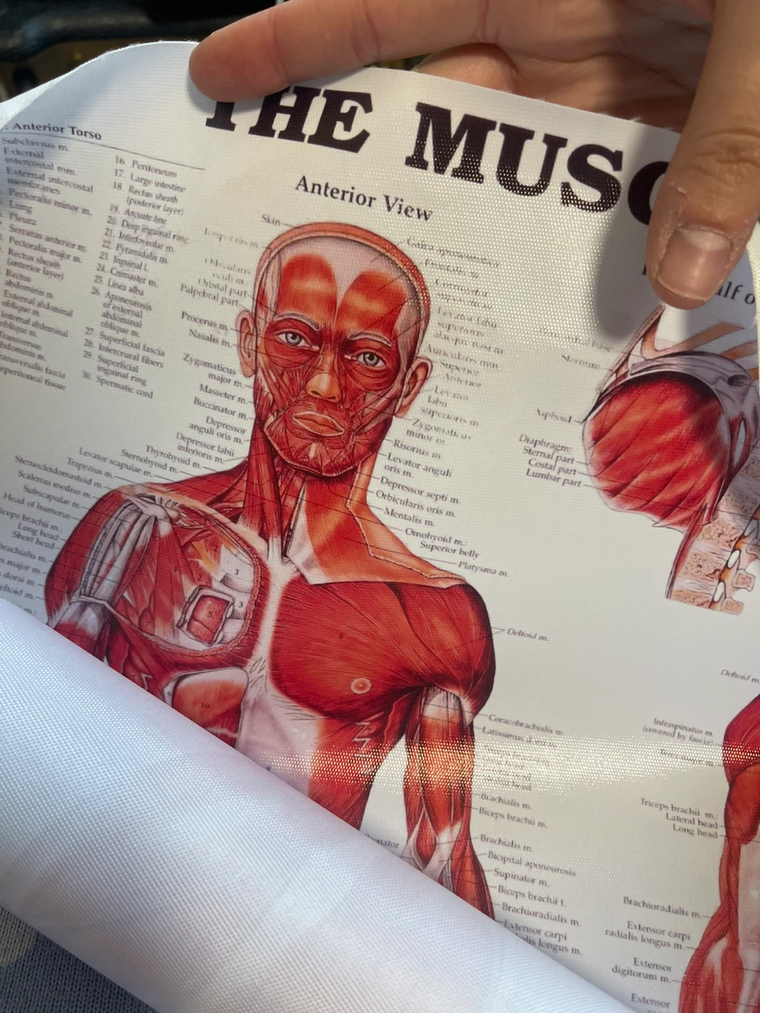 Anatomical Male Muscular System Poster Chart - photo 3