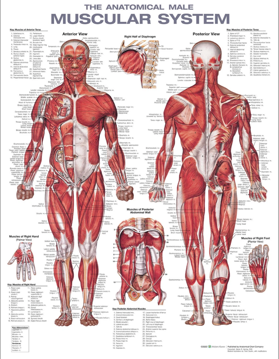 Anatomical Male Muscular System Poster Chart